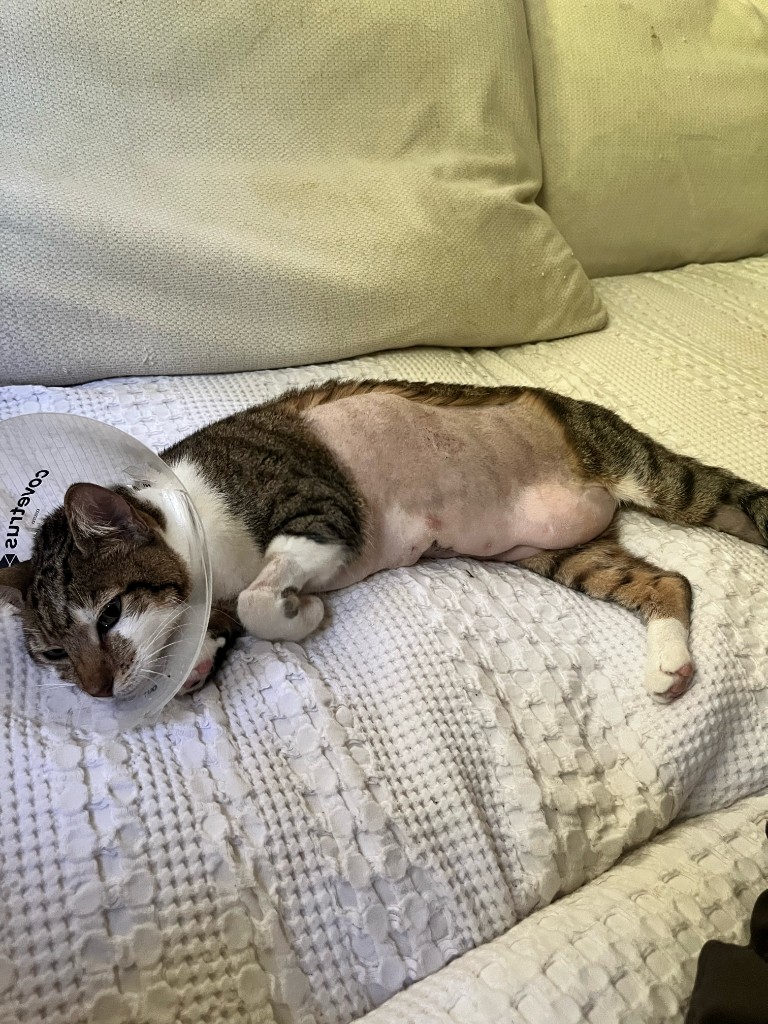 Cleo after surgery with a shaved side and recovery cone