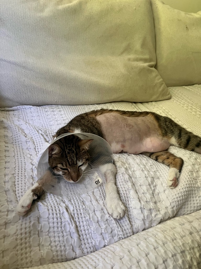 Cleo lying down during recovery at home