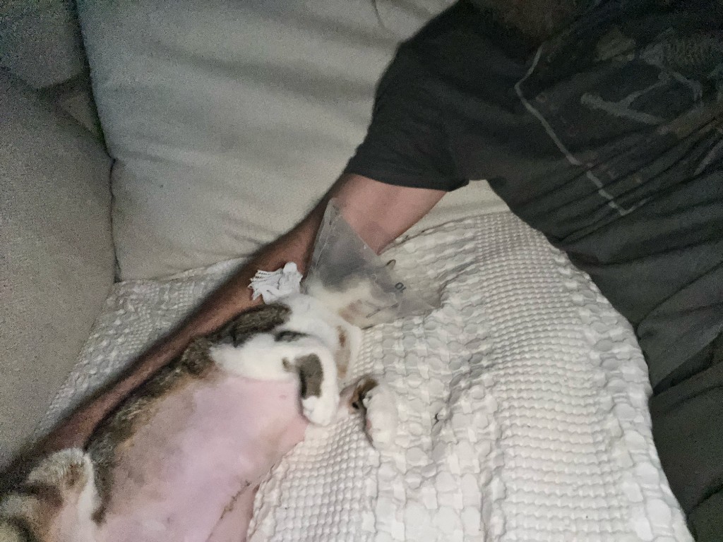 Cleo resting in her owner's arms during recovery