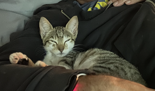 Cleo as a kitten, resting on her owner's chest